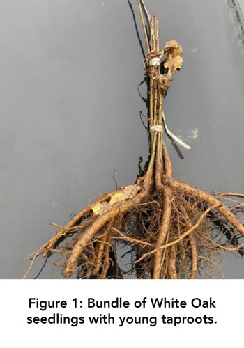 Figure 1: Bundle of White Oak seedlings with young taproots.