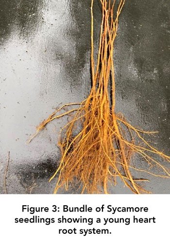 Figure 3: Bundle of Sycamore seedlings showing a young heart root system.
