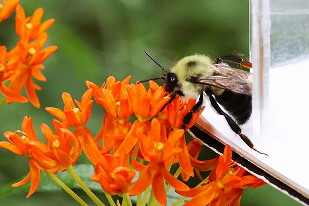 (Bumble Bee photo Â© Sharon Nethercott)