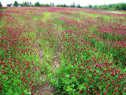 Cover crops like those shown in the photo reduce erosion, lessen impacts on water,  and protect and improve soil health.