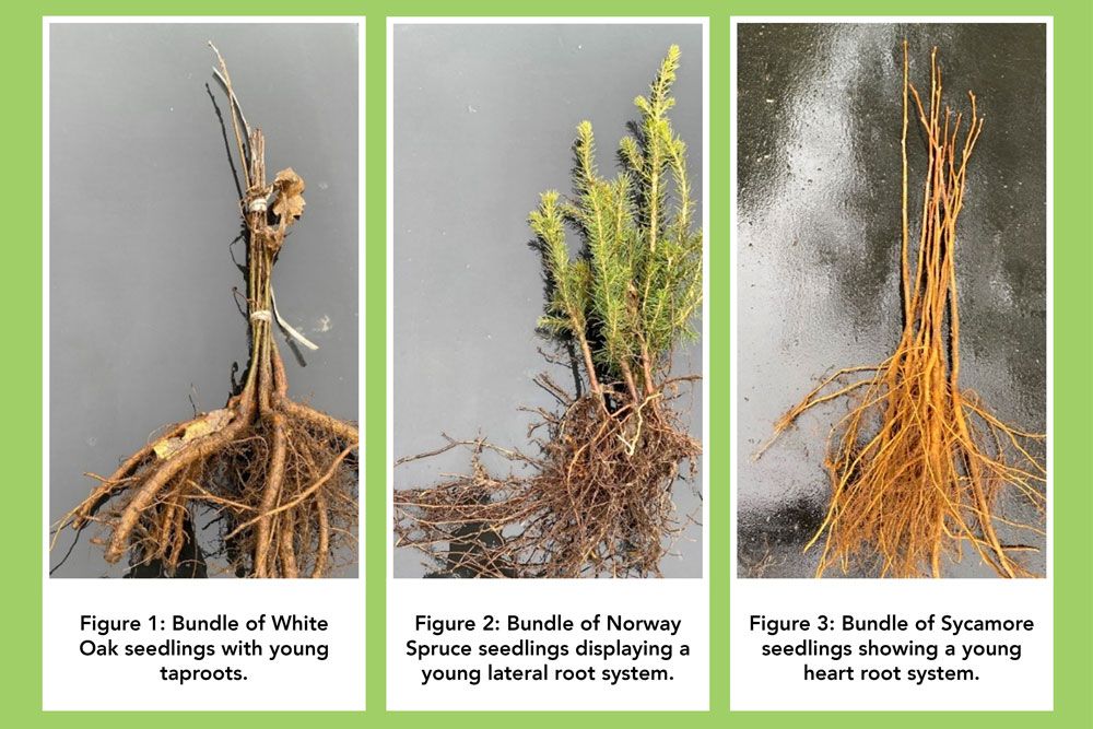 Figures 1-3, showing different types of tree roots.