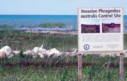 Birds are returning and the beautiful view of Lake Huron is returning at Chippewas of Kettle and Stony Point First Nation. The First Nation is treating and controlling invasive Phragmites.